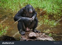 stock-photo-bonobo-are-sitting-on-the-ground-democratic-republic-of-congo-lola-ya-bonobo-natio...jpg