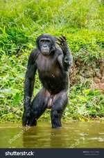 stock-photo-bonobo-is-standing-in-water-in-a-funny-pose-democratic-republic-of-the-congo-afric...jpg