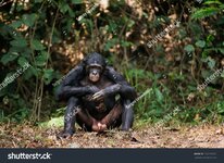 stock-photo-bonobo-pan-paniscus-portrait-at-a-short-distance-close-up-the-bonobo-pan-paniscus-...jpg