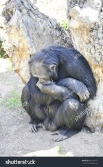 stock-photo-chimpance-thinker-601443173.jpg