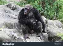 stock-photo-chimpanzee-628355789.jpg