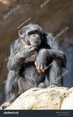 stock-photo-chimpanzee-eating-a-red-fruit-2406704807.jpg