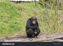 stock-photo-chimpanzee-enjoying-the-beautiful-weather-2304901363.jpg