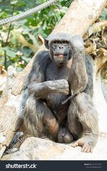 stock-photo-chimpanzee-in-a-sitting-and-thoughtful-position-1495225163.jpg