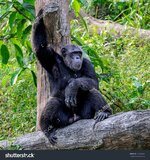 stock-photo-chimpanzee-in-the-zoo-245693440.jpg