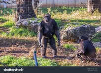 stock-photo-chimpanzee-leader-in-his-cage-in-ramat-gan-s-zoo-safari-israel-388164802.jpg