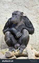 stock-photo-chimpanzee-portrait-with-fascinating-facial-expression-2282814401.jpg