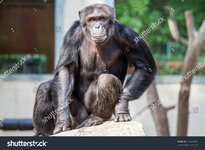 stock-photo-chimpanzee-sitting-in-funny-pose-192261032.jpg