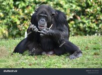 stock-photo-chimpanzee-using-a-stick-to-stay-occupied-2491226105.jpg