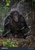 stock-photo-close-up-view-of-chimpanzee-pan-troglodytes-2399995591.jpg