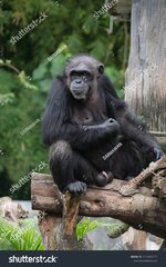 stock-photo-gorrila-from-africa-forest-tropical-1334965175.jpg