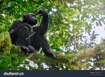 stock-photo-low-angle-view-of-a-solitary-wild-male-chimpanzee-pan-troglodytes-sitting-on-a-tre...jpg