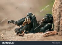 stock-photo-lying-west-african-chimpanzee-relaxes-2092596382.jpg