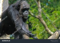 stock-photo-male-chimpanzee-relaxing-on-a-branch-2404283433.jpg