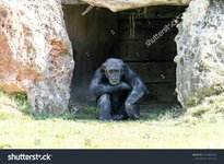 stock-photo-male-robust-chimpanzee-sitting-in-the-shadow-looks-worried-behavior-similar-to-a-m...jpg