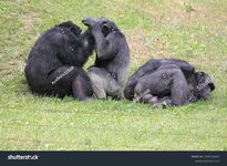 stock-photo-mother-and-daughter-chimpanzees-in-the-zoo-2441516161.jpg
