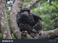 stock-photo--photo-of-chimpanzee-in-a-tree-2352743389.jpg