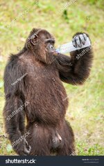 stock-photo-portrait-chimpanzee-drinking-water-in-plastic-bottle-on-a-hot-day-public-zoo-open-...jpg