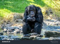 stock-photo-sitting-chimpanzee-sydney-zoo-australia-2488319675.jpg