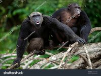 stock-photo-songs-chimpanzees-sit-on-a-tree-branch-in-wood-and-songs-bawl-60571696.jpg