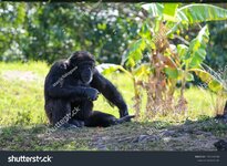 stock-photo-the-mountain-gorilla-gorilla-beringei-beringei-is-one-of-the-two-subspecies-of-the...jpg
