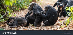stock-photo-watching-chimpanzees-in-the-national-park-of-gombe-1476675734.jpg