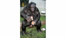 th-thumbnailer.cdn-si-edu.com_9Wka8mtrTF9n7UCOYu3Fhv-KuYA=_fit-in_1072x0_https___tf-cmsv2-smit...jpg
