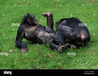 two-male-african-bonobos-pan-paniscus-one-being-groomed-by-the-other-EB08CM.jpg
