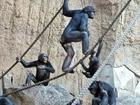 073-pan paniscus.jpg