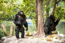 24491792-szympans-w-chiangmai-nightsafari-chiangmai-tajlandia.jpg