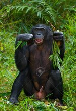 63656691-bonobo-siedzi-na-ziemi-demokratyczna-republika-konga-lola-ya-bonobo-park-narodowy-dos...jpg