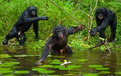 63661250-bonobo-jest-po-pas-w-wodzie-i-próbuje-zdobyć-jedzenie-demokratyczna-republika-konga-p...jpg