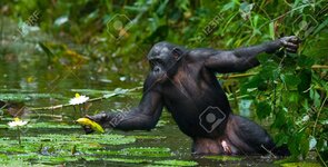 63661491-bonobos-trzyma-jedzenie-demokratyczna-republika-konga-lola-ya-bonobo-park-narodowy-do...jpg