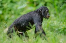 68616566-bonobo-mężczyzna-spacer-w-naturalnym-środowisku-na-zielonym-tle-naturalnych-bonobo-pa...jpg