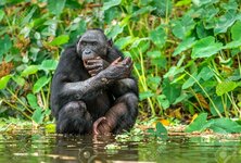 94256882-bonobo-w-wodzie-naturalne-środowisko-zielone-tło-naturalne-bonobo-pan-paniscus-zwany.jpg