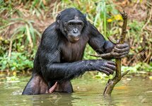 94257664-bonobo-w-wodzie-z-kijem-bonobo-pan-paniscus-zwany-szympansem-karłowatym-demokratyczna...jpg