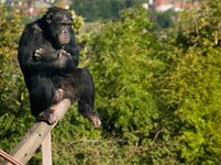 chimpanzee_urinating.jpg