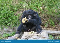 chimpanzee-eating-banana-zoo-41357761.jpg