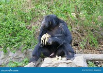 chimpanzee-eating-banana-zoo-41357834.jpg