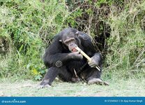 chimpanzee-eating-sugarcane-ol-pejeta-conservancy-chimpanzees-closest-living-relatives-to-huma...jpg