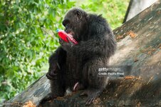 gettyimages-661230542-2048x2048.jpg