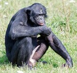 i_maschi_ostentano_spesso_la_loro_prorompente_virilita.jpg
