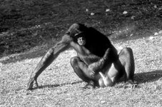 Male_bonobo_Credit_Amy_Parish.jpg