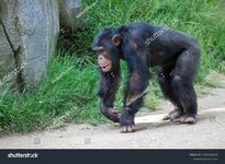 stock-photo-a-curious-monkey-captured-in-natural-daylight-this-monkey-is-surrounded-by-a-natur...jpg