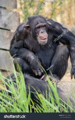 stock-photo-black-chimpanzees-monkey-leaving-in-safari-park-close-up-1166149021.jpg