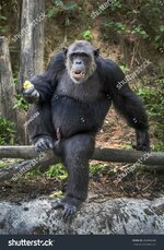 stock-photo-chimpanzee-in-the-zoo-268446548.jpg
