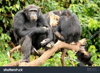 stock-photo-chimpanzee-sanctuary-game-reserve-uganda-east-africa-55904302.jpg