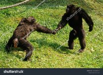 stock-photo-chimpanzees-are-a-family-of-black-apes-and-behave-like-humans-2351629717.jpg