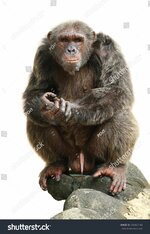 stock-photo-male-chimpanzee-isolated-on-white-background-120462160.jpg