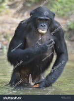 stock-photo-male-of-a-bonobo-standing-in-water-looks-for-the-fruit-which-fell-in-water-bonobo-...jpg